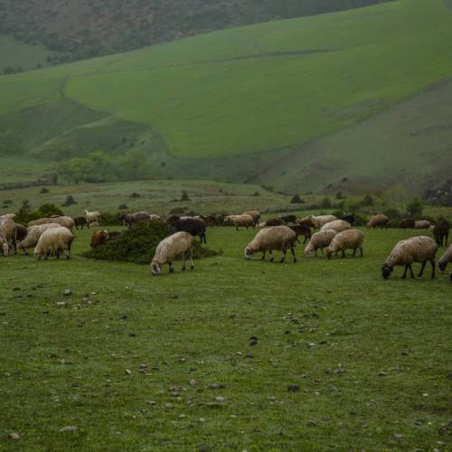 دانلود آهنگ بابا لیلی بیمار شدم جان لیلی گرفتار شدم برچسب ها